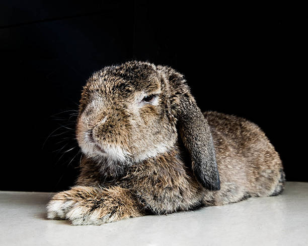 istock portrait of senior rabbit 476961412