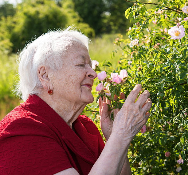 istock Old Woman smells Garden Roses 476961508