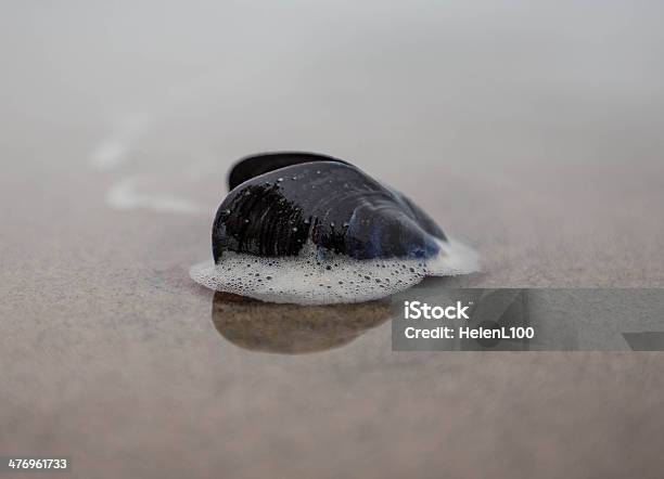 Mussel Shell On Beach-foton och fler bilder på Blåmusselfamiljen - Blåmusselfamiljen, Fotografi - Bild, Horisontell