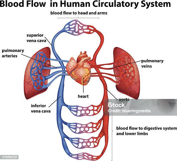 O Fluxo Sanguíneo No Sistema Circulatório Humano - Arte vetorial de stock e mais imagens de Capilar - Vaso sanguíneo - Capilar - Vaso sanguíneo, Sistema Linfático, Eletrólito