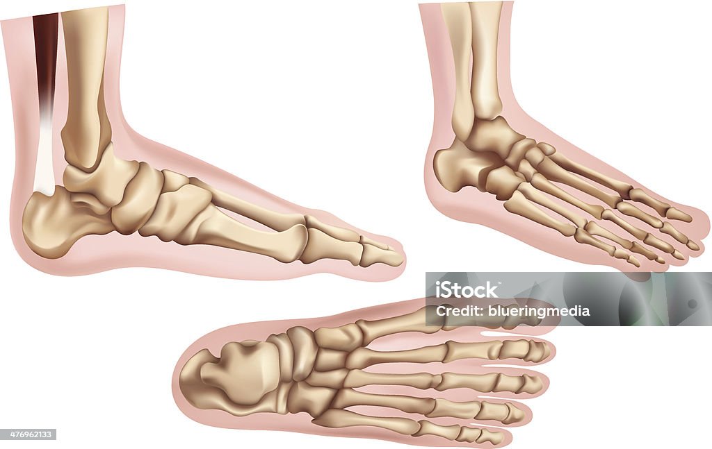 Foot bones Foot bones on a white background Human Foot stock vector