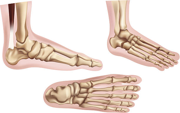 Foot bones vector art illustration