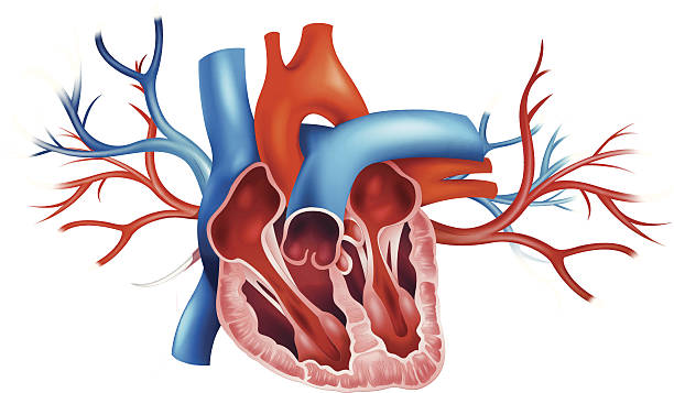 сердце человека - pulmonary valve stock illustrations