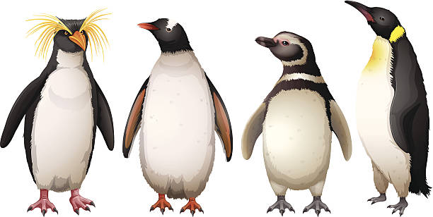 ilustrações, clipart, desenhos animados e ícones de pinguins - sphenisciformes