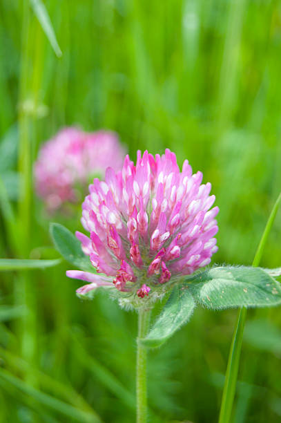 Pink clover (trifolium) flower. stock photo