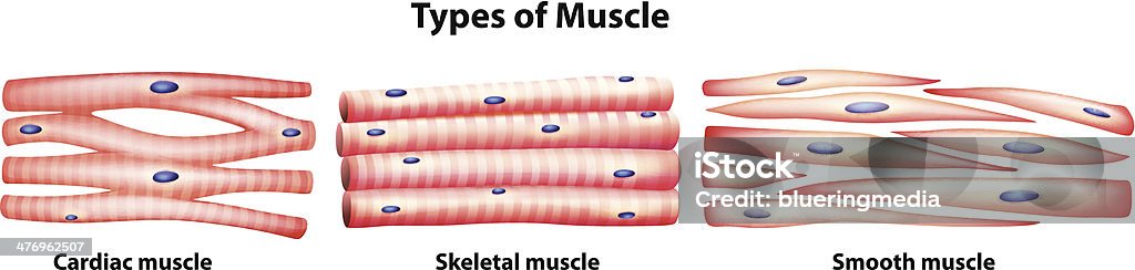 Types de muscles - clipart vectoriel de Muscle lisse libre de droits