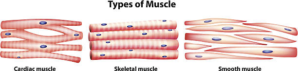 ilustrações de stock, clip art, desenhos animados e ícones de tipos de músculos - human muscle illustrations