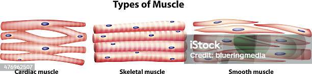 Vetores de Tipos De Músculos e mais imagens de Músculo Liso - Músculo Liso, Fibra Muscular, Músculo Esquelético