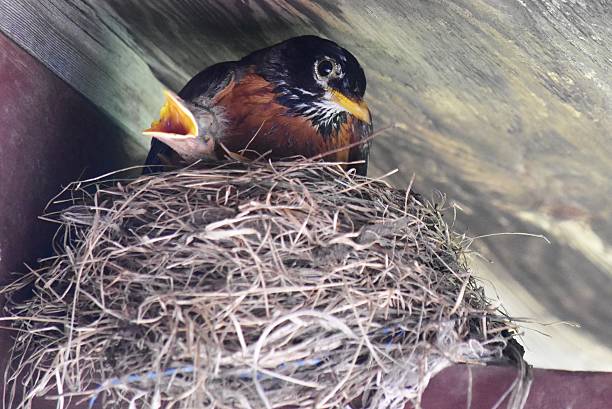 istock Mother Robin And Baby 476962608