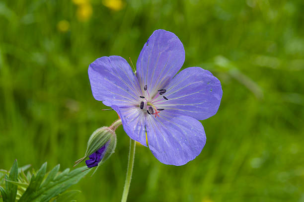 Blue cranesbill geranium. stock photo
