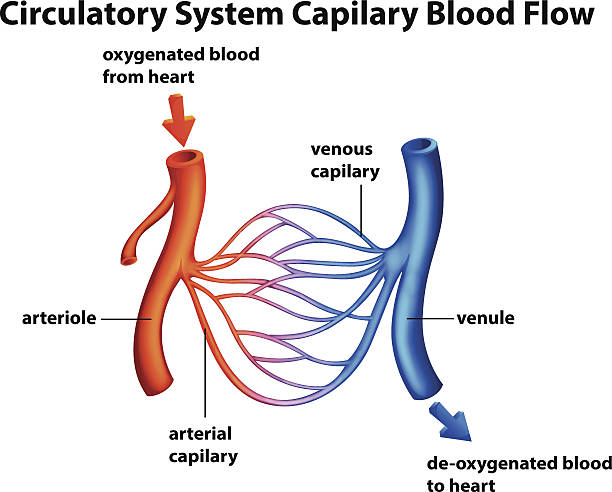 Circulatory System - Capilary blood flow Circulatory System - Capilary blood flow on a white background endothelial stock illustrations