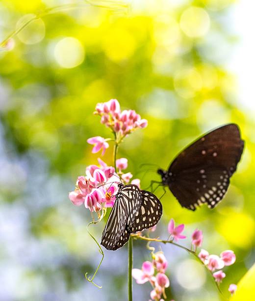 istock Colorful and beautiful butterflies 476962770