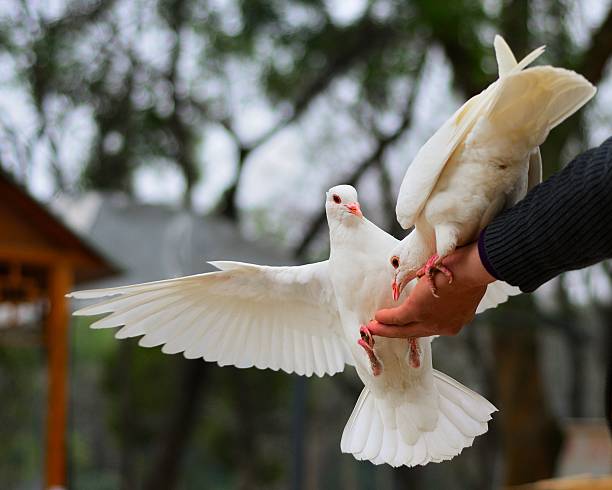 istock people and pigeons 01 476962909