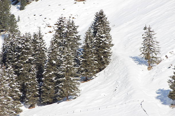 istock Snow on Spruce Forest in the Alpine Mountains 476964033