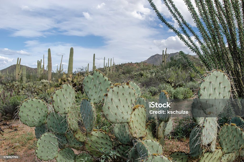Arid land where a misstep could prove painful Prickly pear cacti (foreground), cholla (right), tall saguaros (binomial name: Carnegiea gigantea), and other plants with barbed spines dominate desert views in Saguaro National Park west of Tucson, Arizona, USA 2015 Stock Photo