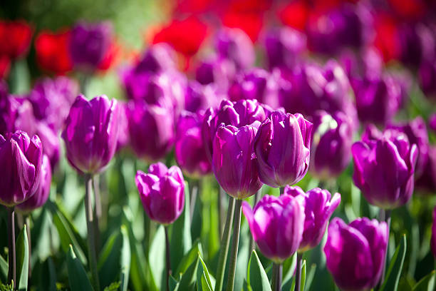 istock Colorful Spring Tulips in a garden 476967922