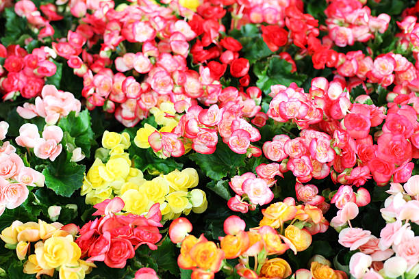 istock colorful begonia flower 476967948