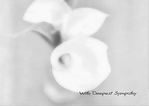 with deepest sympathy card with 3 white calla - flowers on white background