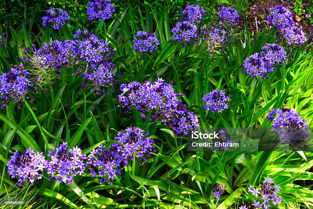 Flowers in the garden Decorative flowers and plants in the garden 2015 Stock Photo