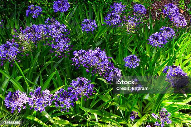 Flowers In The Garden Stock Photo - Download Image Now - 2015, Beauty, Colors