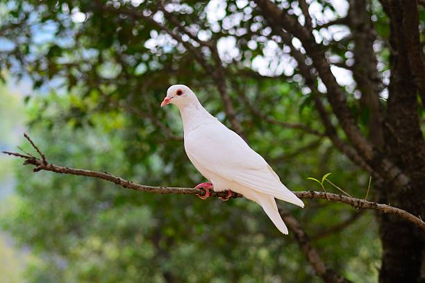 istock pigeon settled on the branch 476969055