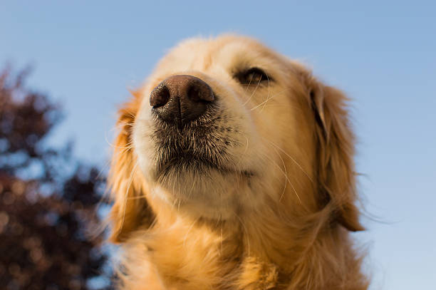 istock Golden Retriever Nose 476969571