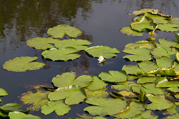 istock Petals of lotus flower 476969788