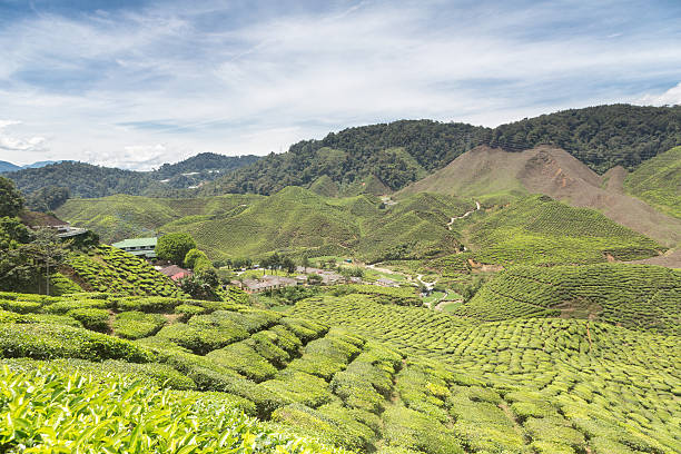 istock Tea plantation in the Cameron Highlands 476969848