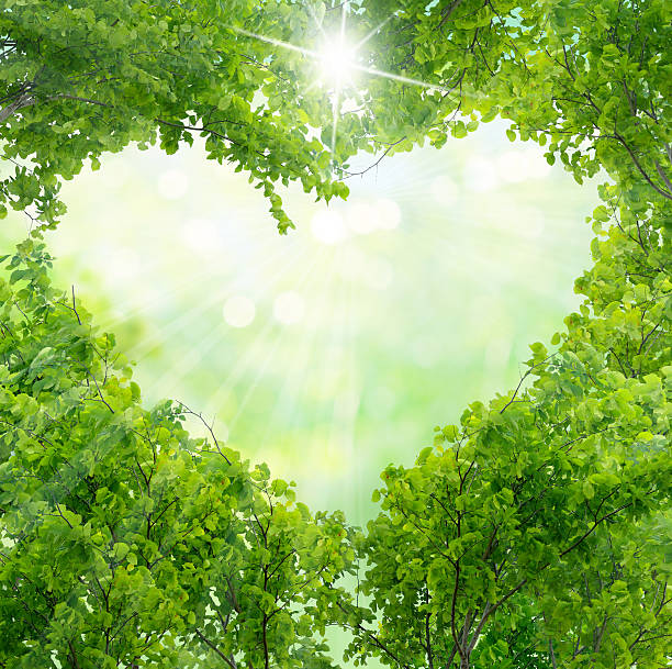 istock Green leaves in heart shape 476970262