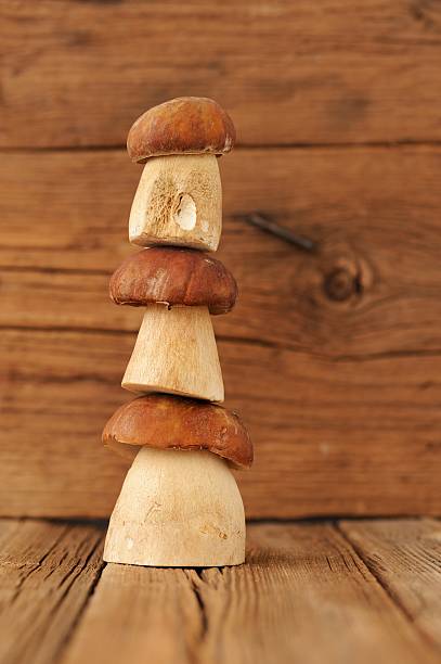 istock Three wild king bolete mushrooms standing on each other 476970624