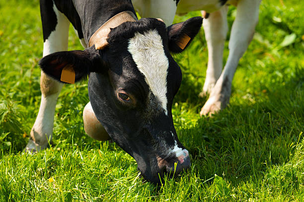istock Cow Eating Green Grass on a Meadow 476970886