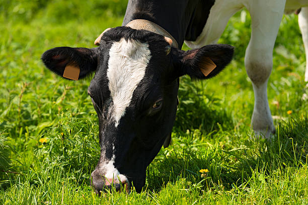 istock Cow Eating Green Grass on a Meadow 476970888