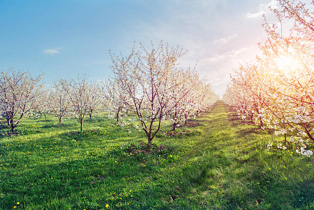 istock The sun breaks through the branches blossom trees. 476971336