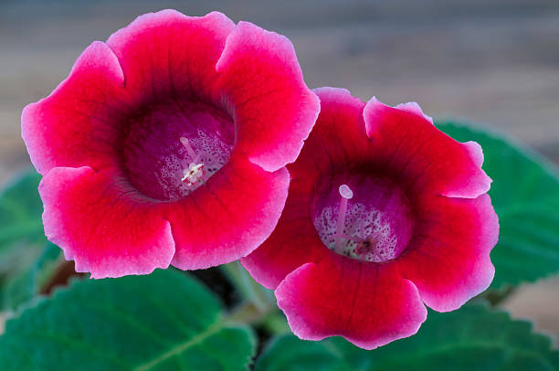 gloxinie blüten auf holz - gloxinia stock-fotos und bilder