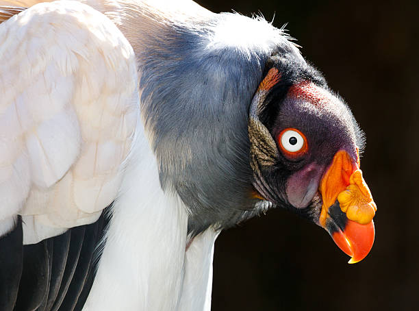 istock King Vulture Bird Portrait 476972300