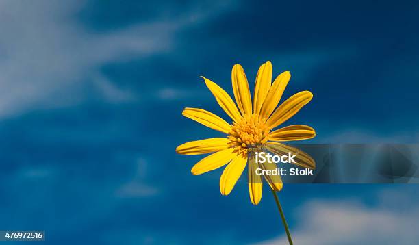 Happy Flower Stock Photo - Download Image Now - 2015, Blue, Blue Background