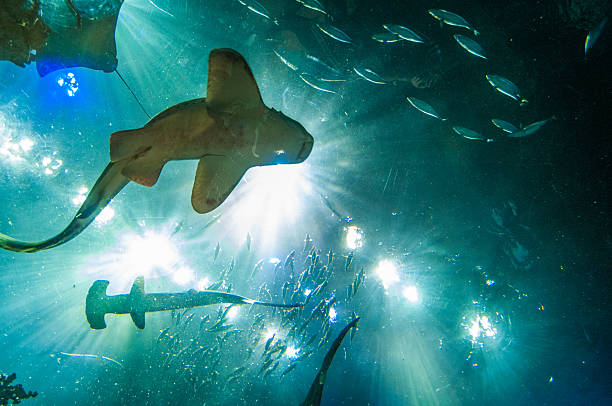 istock Biggest aquarium in the world 476972698
