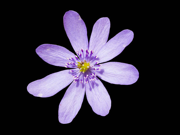 istock Liverleaf hepatica nobilis flower 476972874