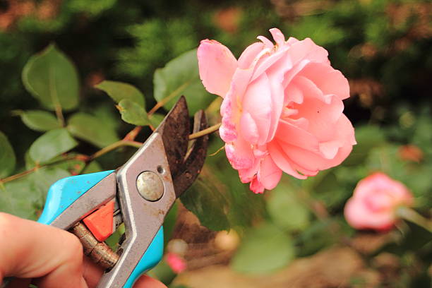 istock Cutting of an old pink rose with a secateur 476974879