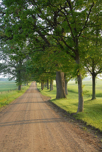 istock Rural gravel road lined with trees 476975433