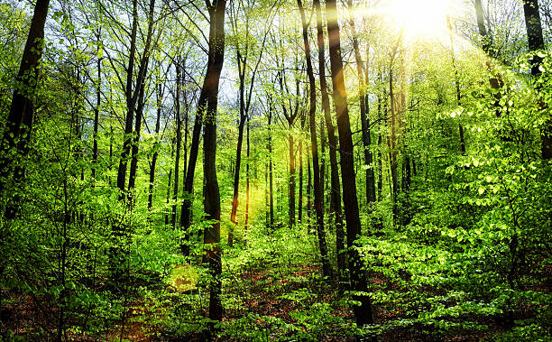 istock The sun shining through spring's fresh foliage 476975803
