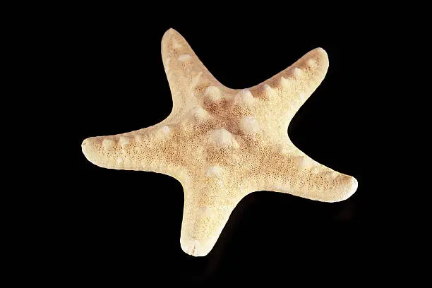 closeup of a seastar in blue background