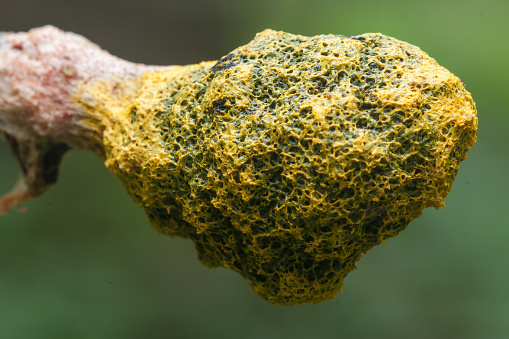 closeup yellow-green sponge-like fungus in autumn forest