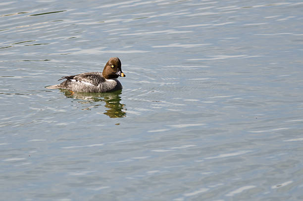 Female Common Goldeneye Swimming in the Lake Female Common Goldeneye Swimming in the Lake female goldeneye duck bucephala clangula swimming stock pictures, royalty-free photos & images
