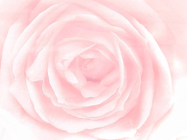 sweet pink roses petal in soft style for background stock photo