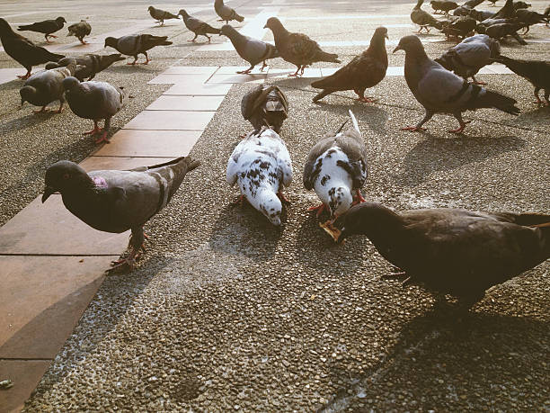 image of pigeons eating bread in the park