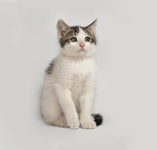 istock Striped and white kitten sitting on gray 476977920