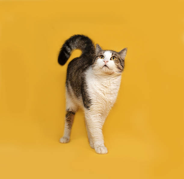 istock White and striped fluffy cat standing on yellow 476977964