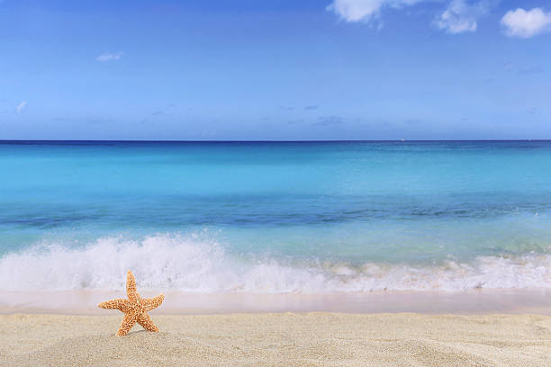 istock Beach background scene in summer on vacation with sea star 476978072
