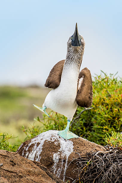 Male Blue-footed Booby bird dancing on a rock stock photo